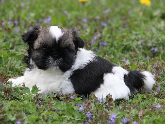 Shih-tzu, ši-tzu , shih tzu, ši-cu - štěňátka s PP FCI - 4