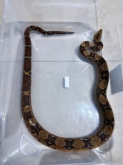 Velhad kralovsky / boa constrictor - 4