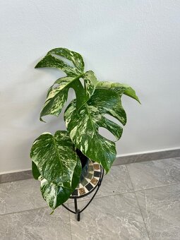 Monstera deliciosa albo variegata - 4