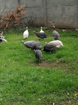 Perličky modré prilbaté - 4