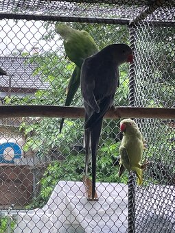 Predám andulky,spevavé Alexandre ,papagájov nadhern - 4