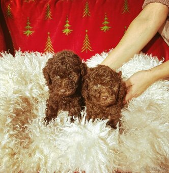 Pudel toy chocolate - 4