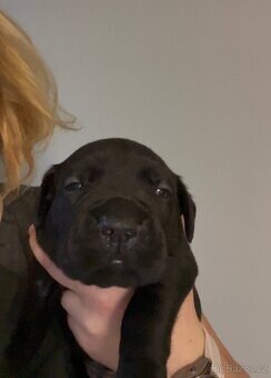 Cane Corso s PP FCI - SAMEC - 4