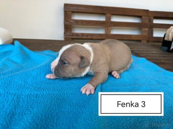 Šteniatka Americký stafordšírský teriér, staford, staffy - 4