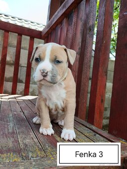 Šteniatka Americký stafordšírský teriér, staford, staffy - 4