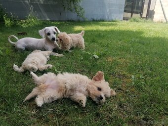 Predám šteniatka maltipoo. - 4