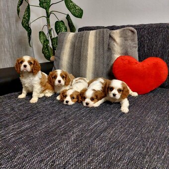 Cavalier king charles Spaniel - 4