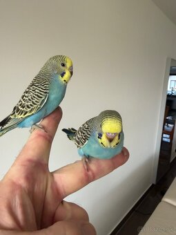 Andulka Maznačik - 4