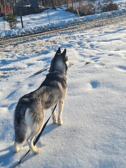 Sibírsky húsky - 4