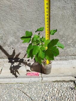 Červené ríbezle - 4