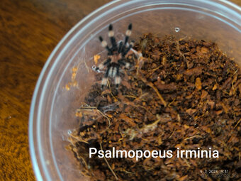 Pavúk, vtáčkár, tarantula - 4