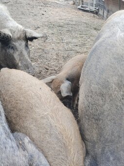 Mangalica - 4