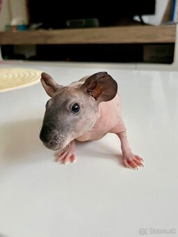 Skinny morčatá - 4