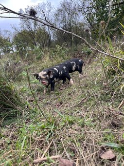 Prasiatka Kune Kune na predaj - 4