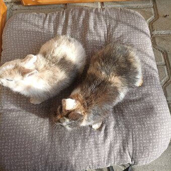 Ponúkame izbové zajačiky - 4