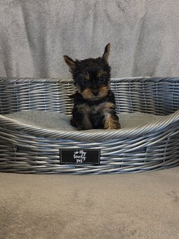 Yorkshirsky terier - 4