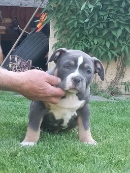 American bully - 4