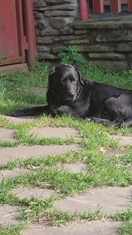 Labrador - 4