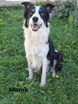 Border collie - 4