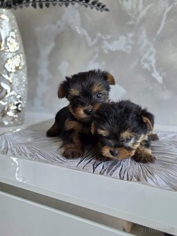 Yorkshirsky terier - 4