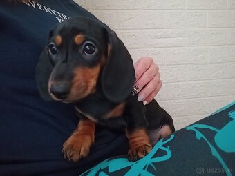 Šteniatko jazvečík krátkosrstý - 4