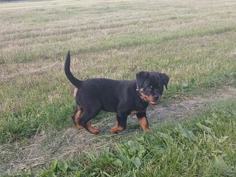 Rotvajler, rottweiler, rtw - 4