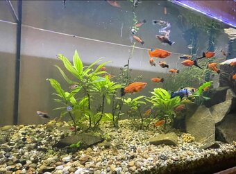 125L Akvákrium + vybavenie - 4