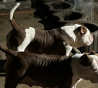 American Bully - 4