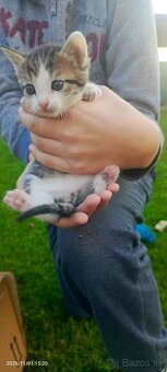 Darujem Mačiatka - 4