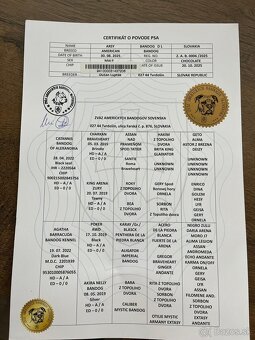 AMERICKÝ BANDOG,  psík s certifikátom o pôvode - 4