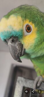 Predaj papagájov - 4