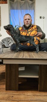 Nemecky kratkosrty stavac - 4