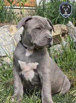 Fenka American Bully XL s pp - 4