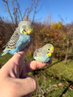 Andulka Maznačik krotká - 4