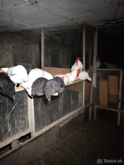 Predám sliepky - 4