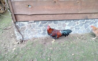 Vlaska porcelanova - 4