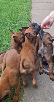Belgický ovčiak malinois - 4