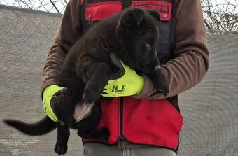 Nemecký ovčiak - 4