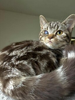 Britske maciatka - 4