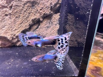 Gubka japan blue mosaic - 4