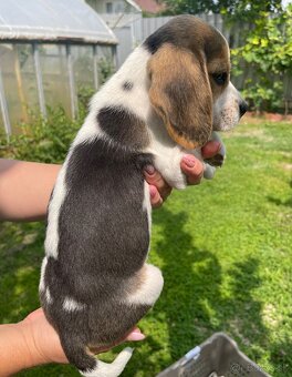Steniatká beagle, bígl, bigel - 4