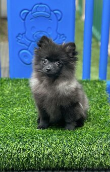 Pomeranian s PP (fenečka) - 4