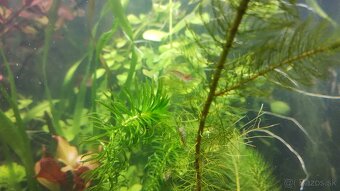 Akvarijne rastliny+Krevetky 12ks - 4
