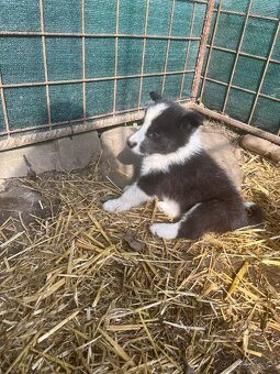 Karelsky Medvedí pes - 4