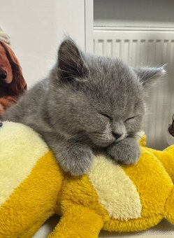 BRITSKÉ MODRÉ MAČIATKA - 4