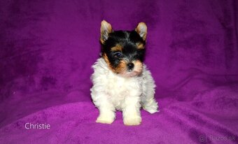 Biewer-yorkshirsky terier mini s pp - 4