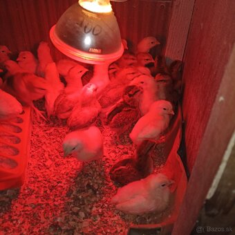 Ponúkame kuriatka - 4