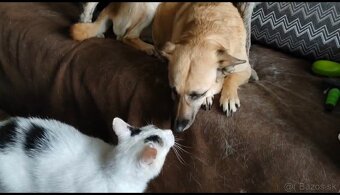 Krásny kocúrik Maco hľadá domov - 4
