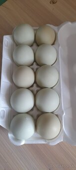 Nasadove vajcia Marans/olivova nosnica - 4