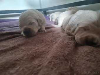 Zlatý retriever - šteniatka s preukazom pôvodu - 4